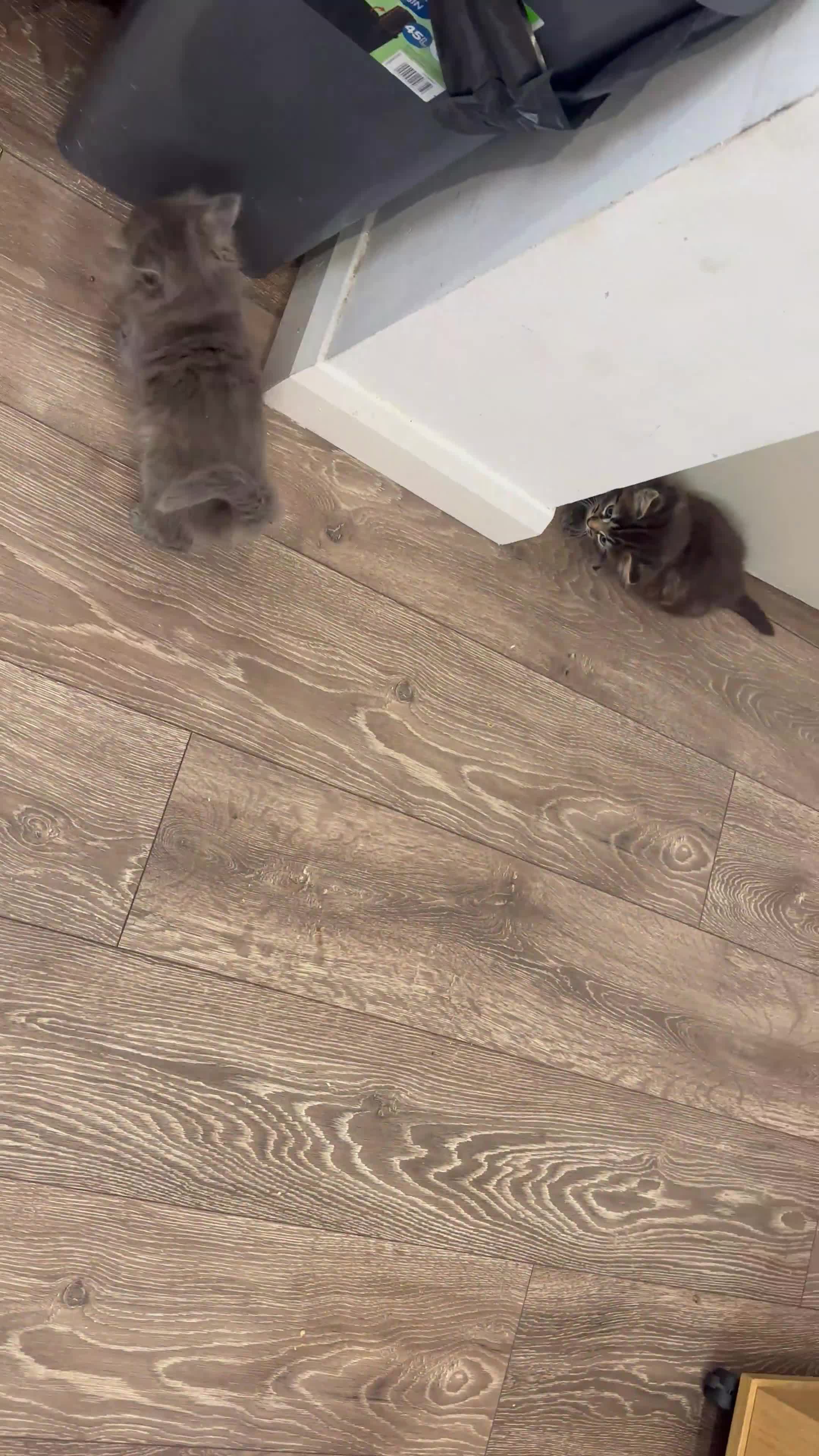 Norwegian Forest Cat cats for sale: Stunningly gorgeous Norwegian Forest Kittens - Video 2