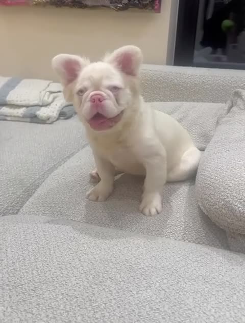 French Bulldog dogs for sale: Chez- Fluffy Frenchie Bulldog  - Video 1