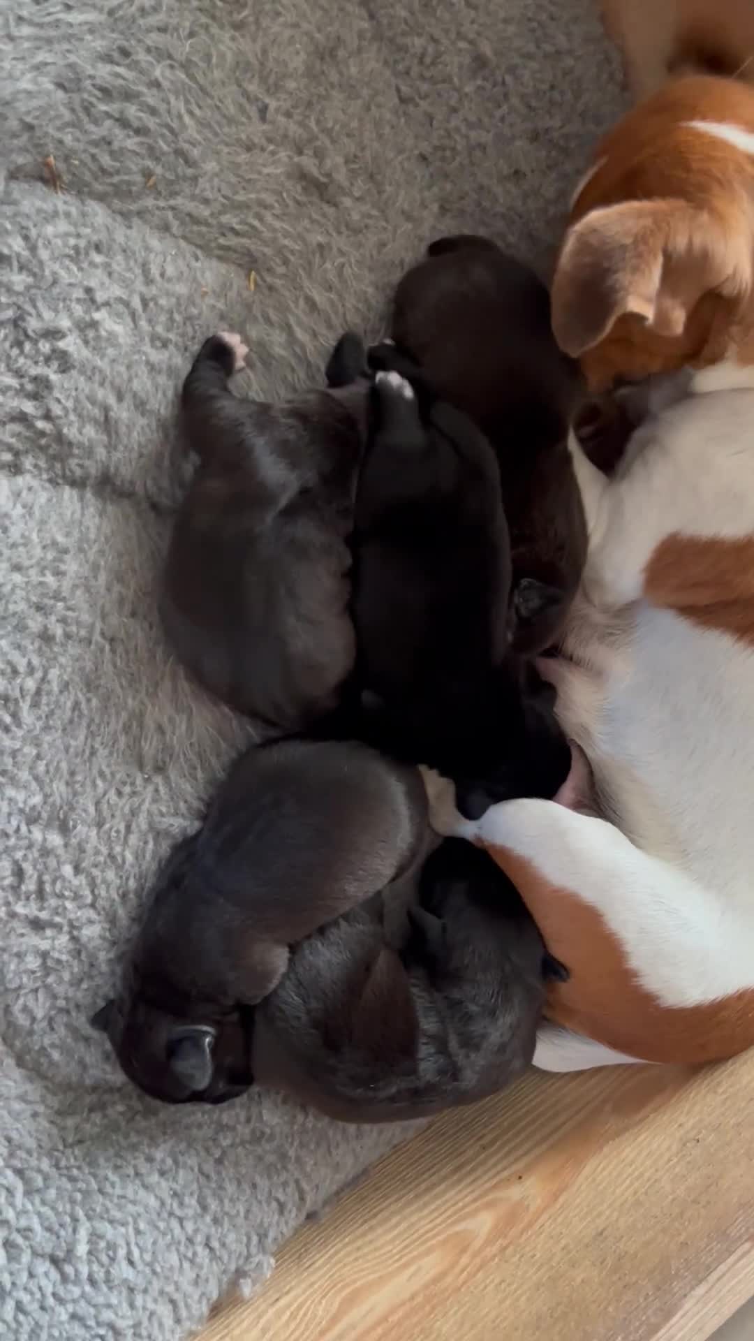 Patterjack dogs for sale: Patterdale Cross Jack Russells - Video 1