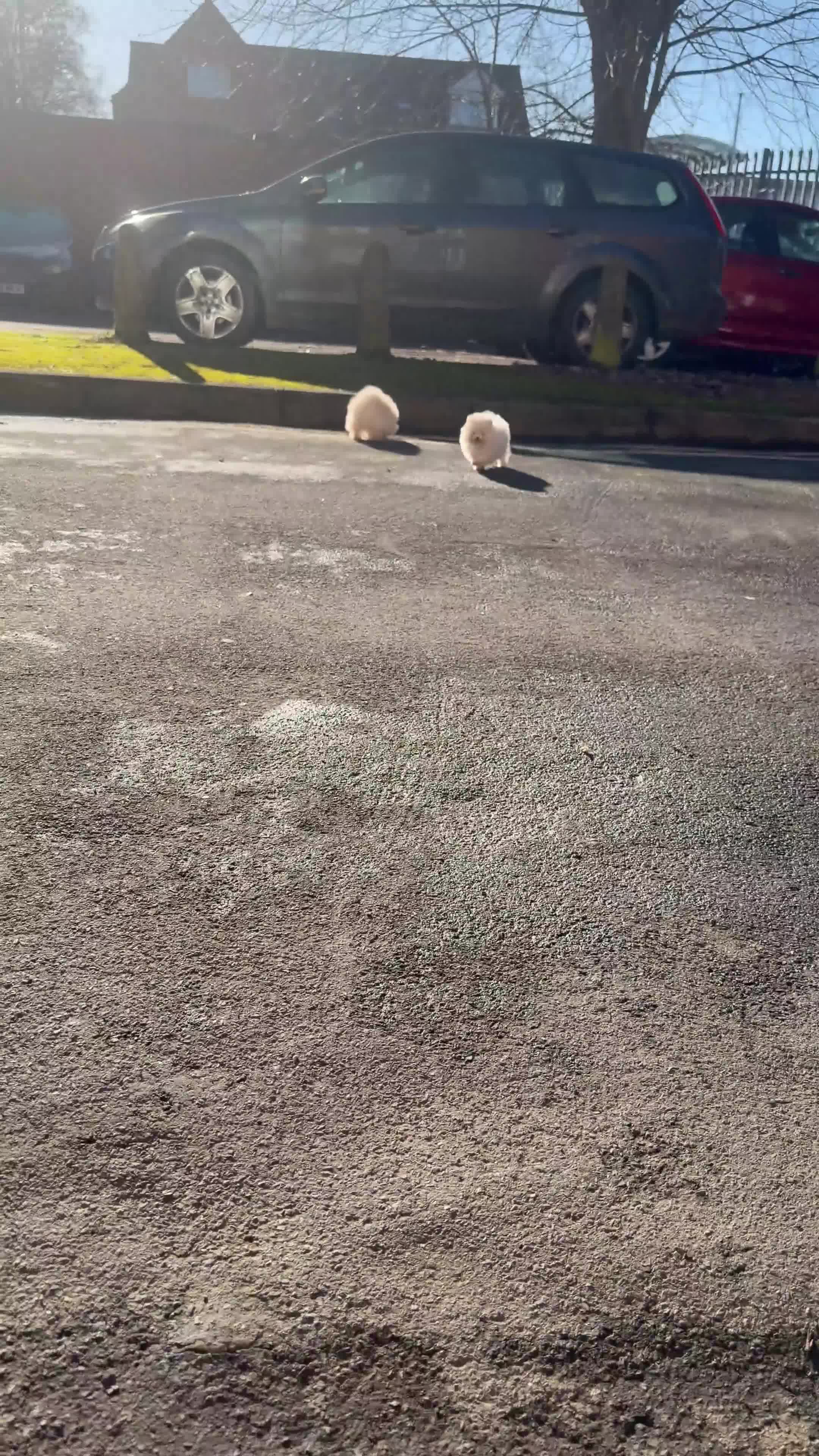 Pomeranian dogs for sale: Beautiful Purebred Pomeranian Puppies - Video 2