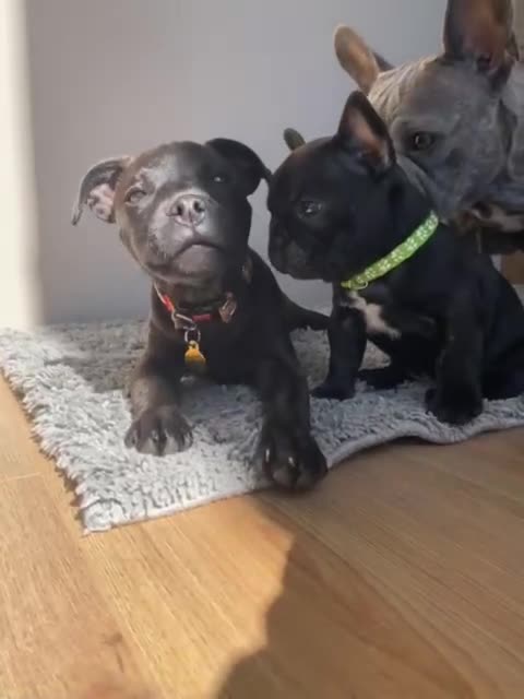 French Bulldog dogs for sale: Rare KC French bulldogs - champion lines  - Video 4