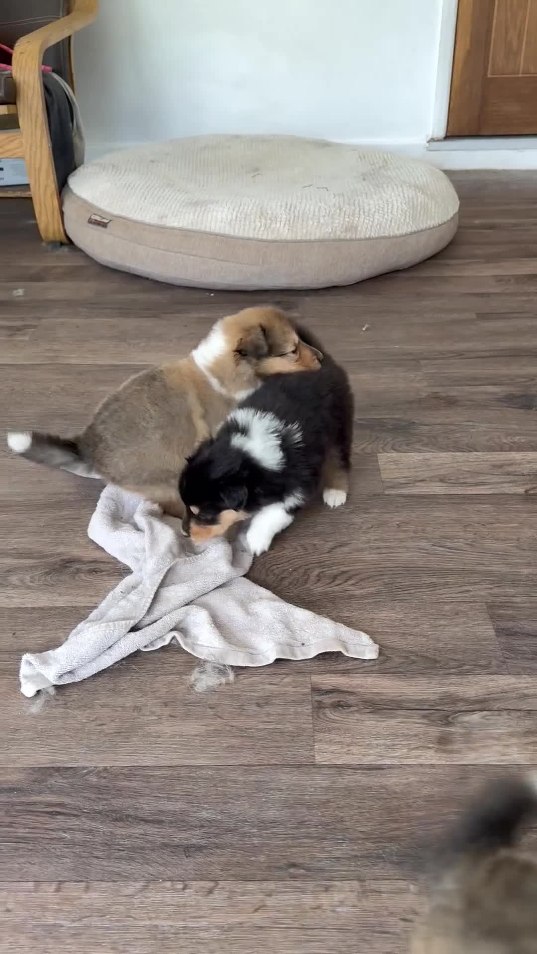 Rough Collie dogs for sale: Non Affected - Sable & White Male Rough Collie  - Video 2