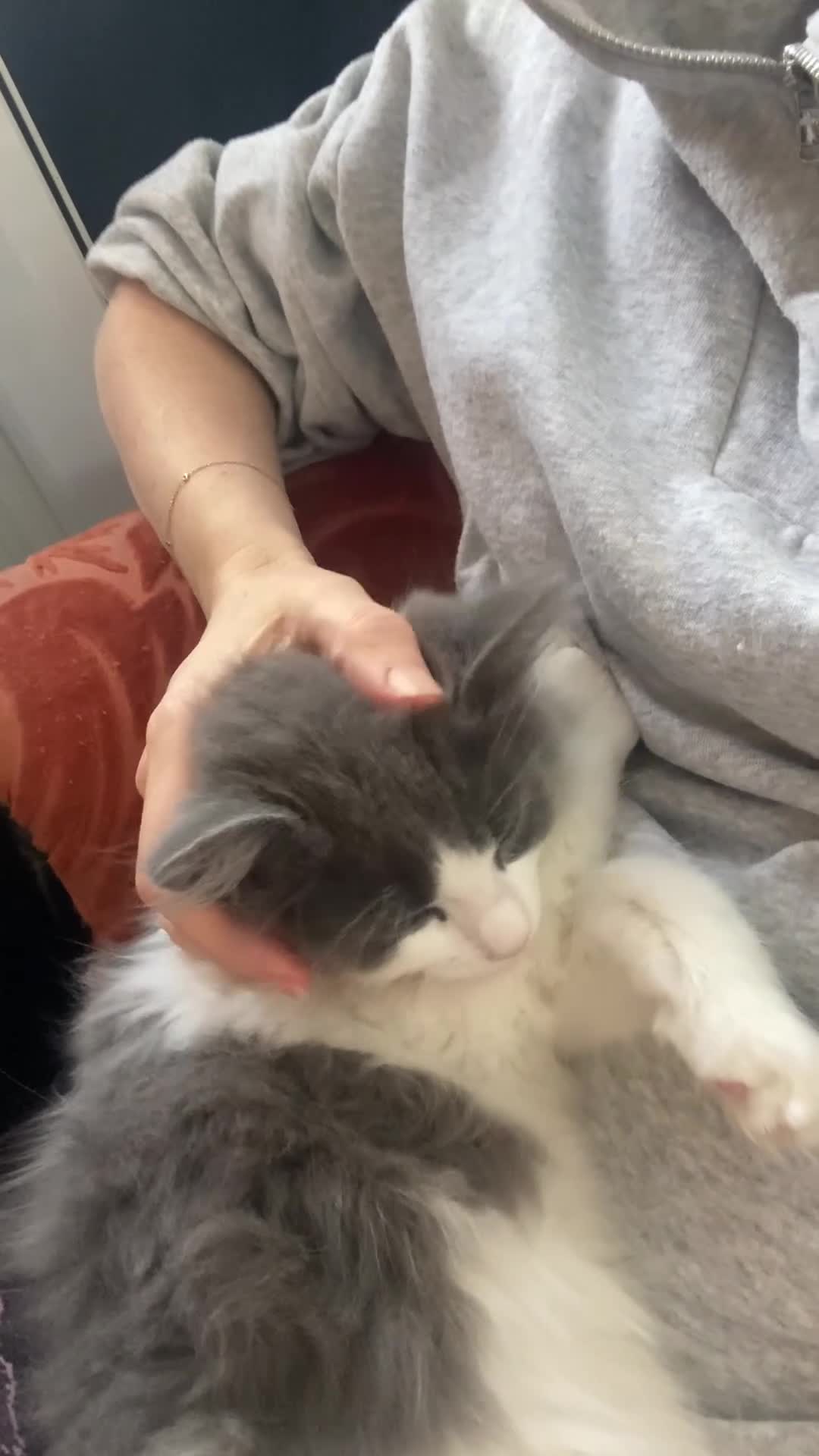 Maine Coon cats for sale: Rag Coon Kittens - Video 2