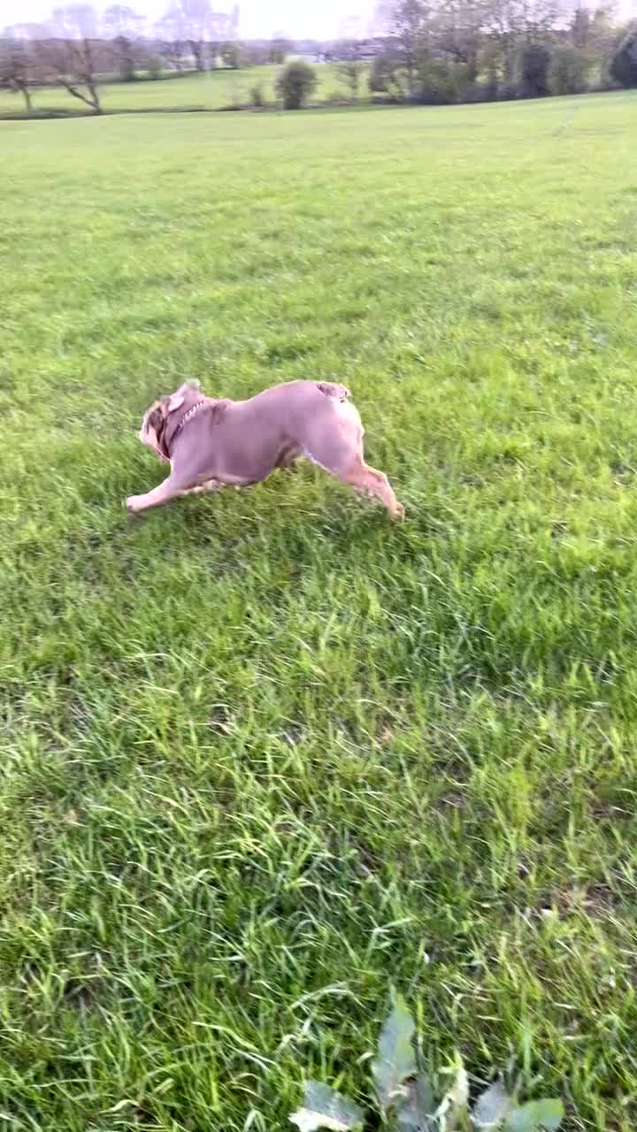 English Bulldog dogs for sale: Lilac & Tan English Bulldog 3 Yr Old MALE - Video 3
