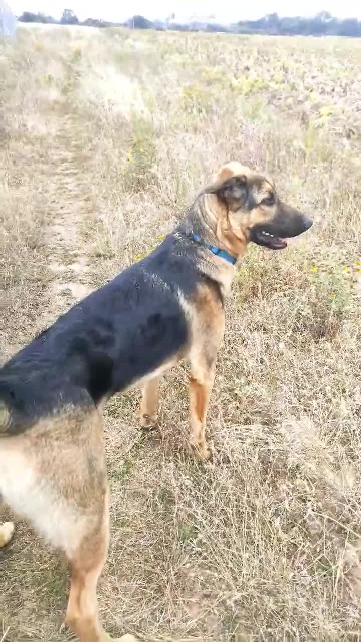 Mixed Breed dogs for sale: 10 month old German shepherd cross Sammy - Video 2