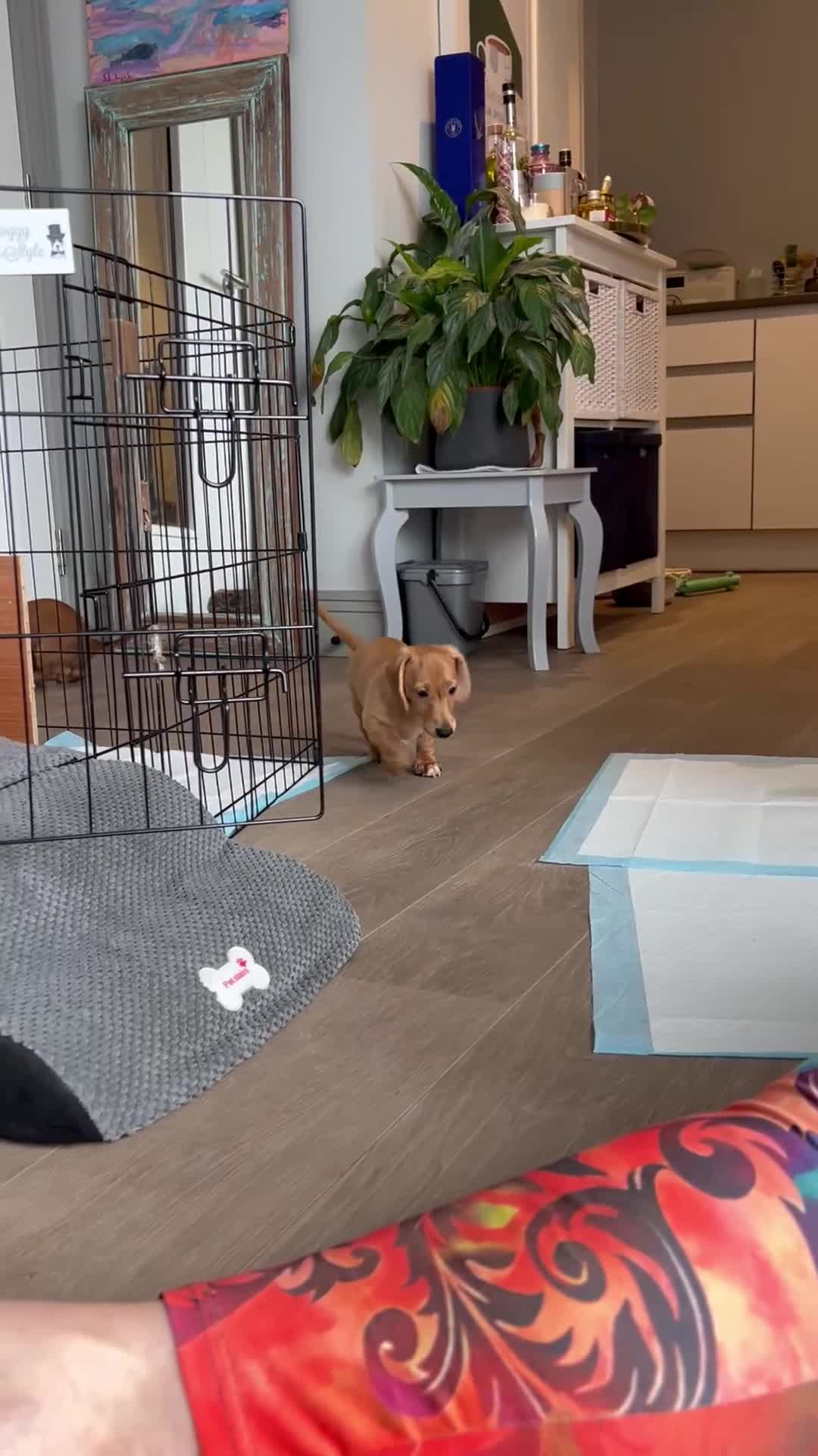 Miniature Dachshund dogs for sale: Well-Socialised Puppy – Ready for His Forever Home - Video 1