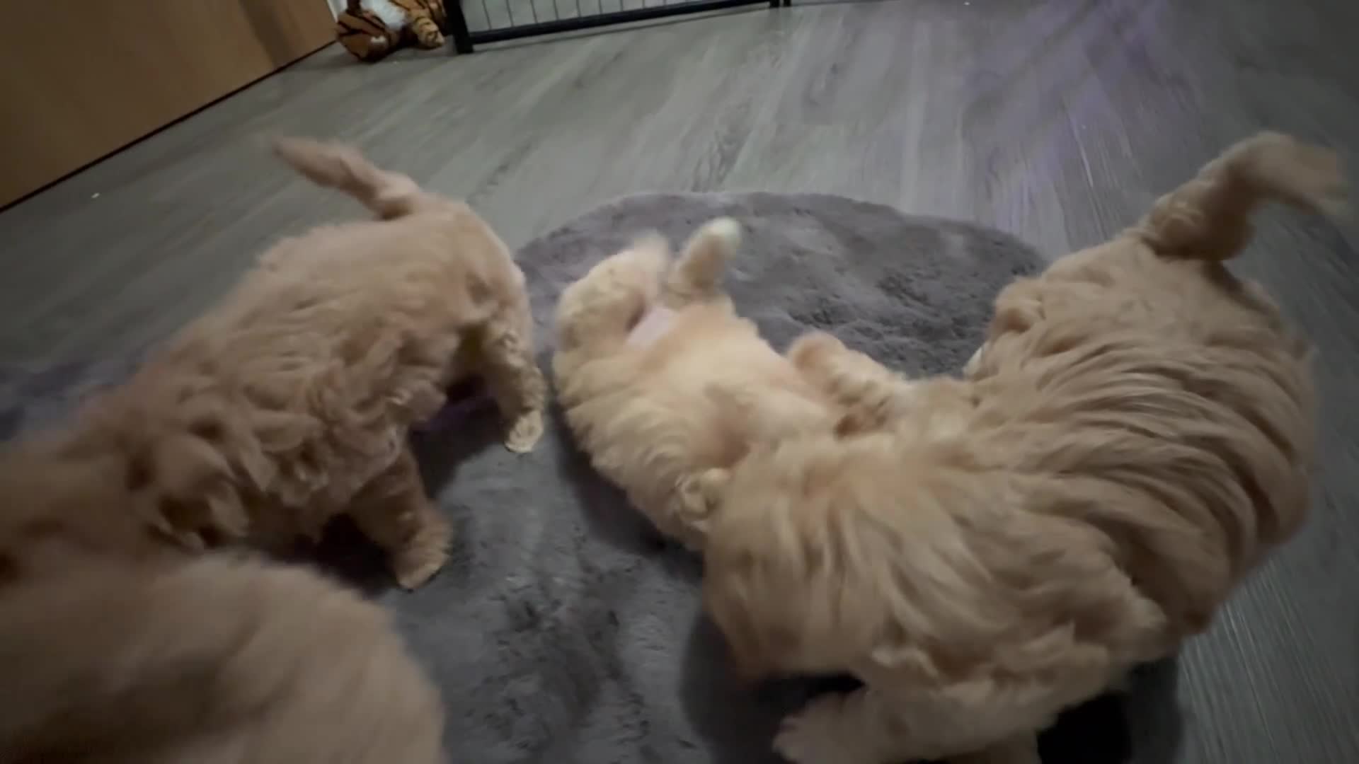 Maltipoo dogs for sale: F1 Beautiful Maltipool Puppies - Video 3