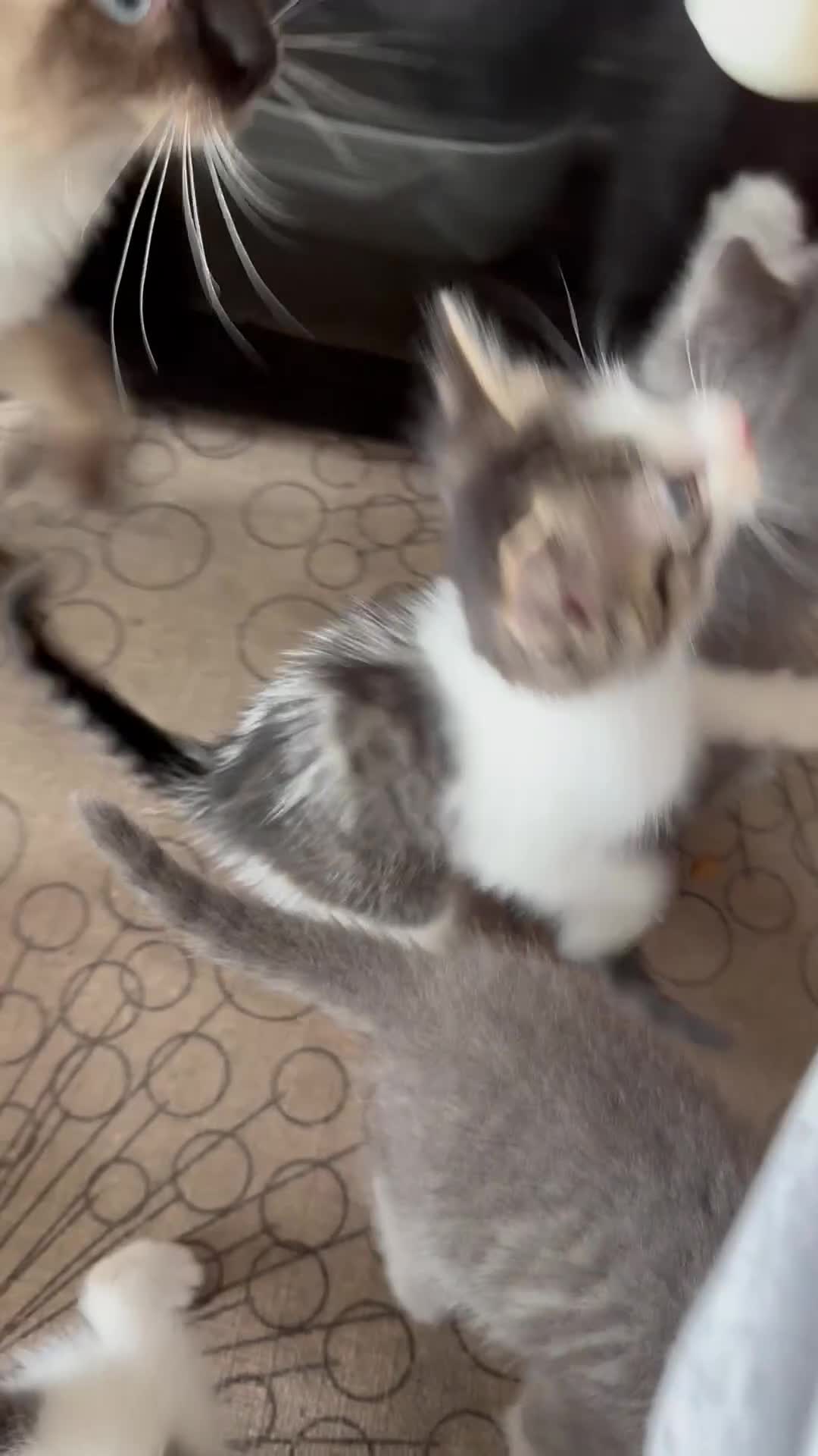 Mixed Breed cats for sale: Mixed breed ragdol and tobby - Video 1