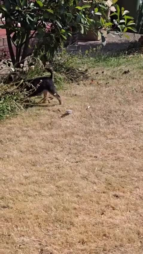 Lakeland Terrier dogs for sale: READY NOW Lakeland terrier puppies - Video 1