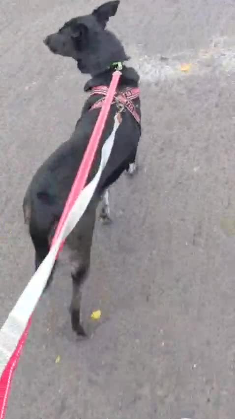 Mixed Breed dogs for adoption: ❤️Carmen — 3,5-4 years old small-to-medium girl❤️ - Video 2