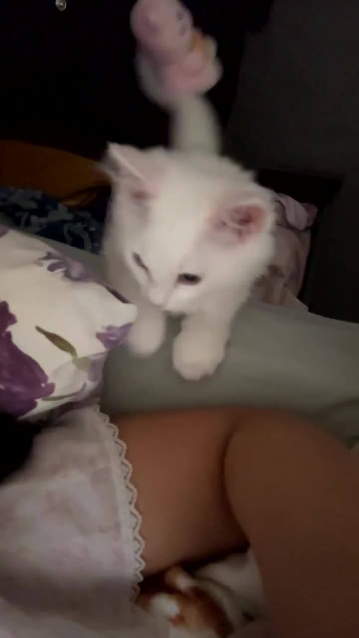 Munchkin cats for sale: Beautiful Girl kitten - Video 1