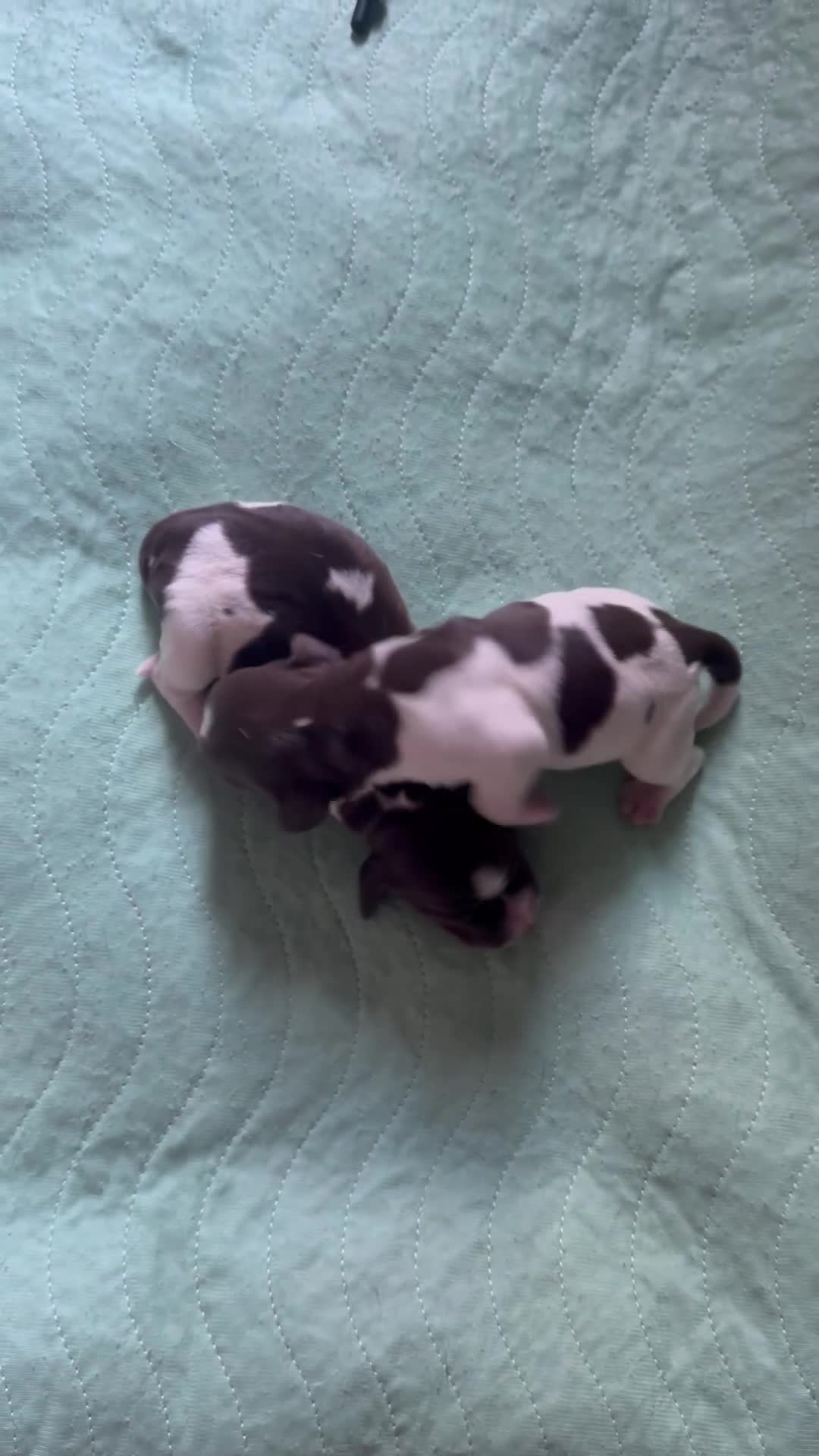 English Springer Spaniel dogs for sale: English Springer Spaniel Puppies - Video 3