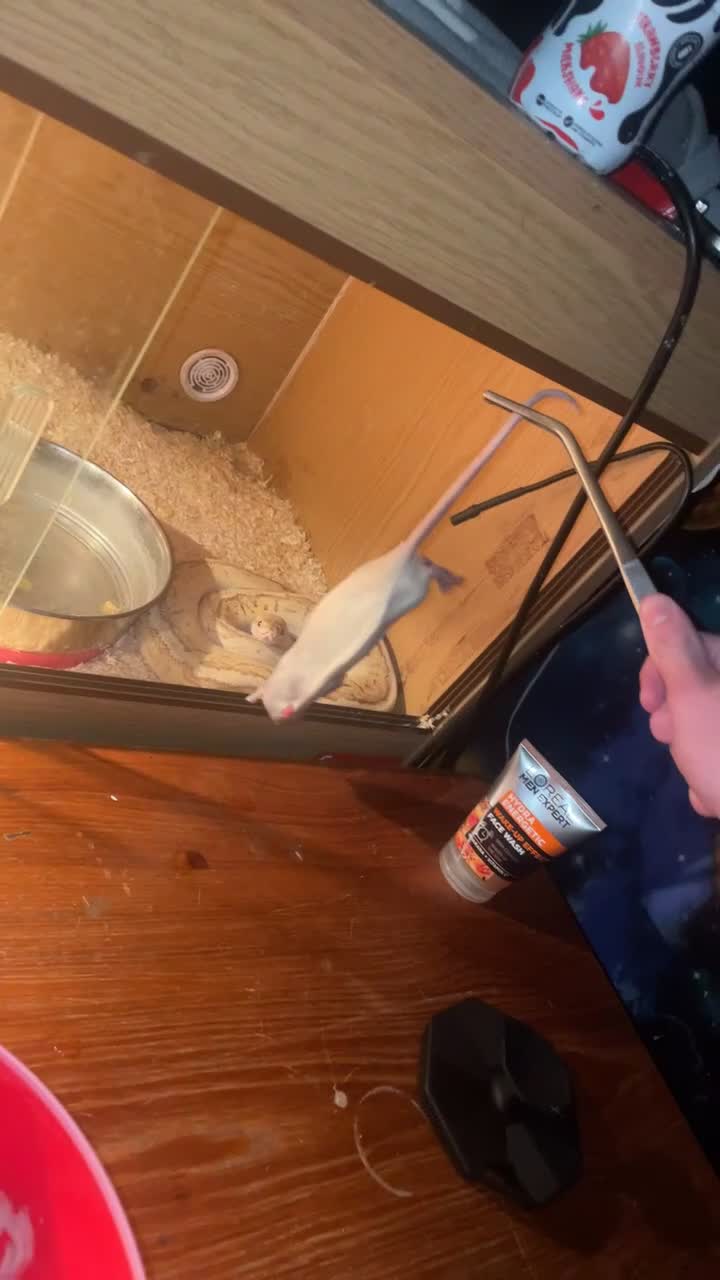 Python Snake reptiles for sale: Banana lesser pinstripe ball python - Video 3