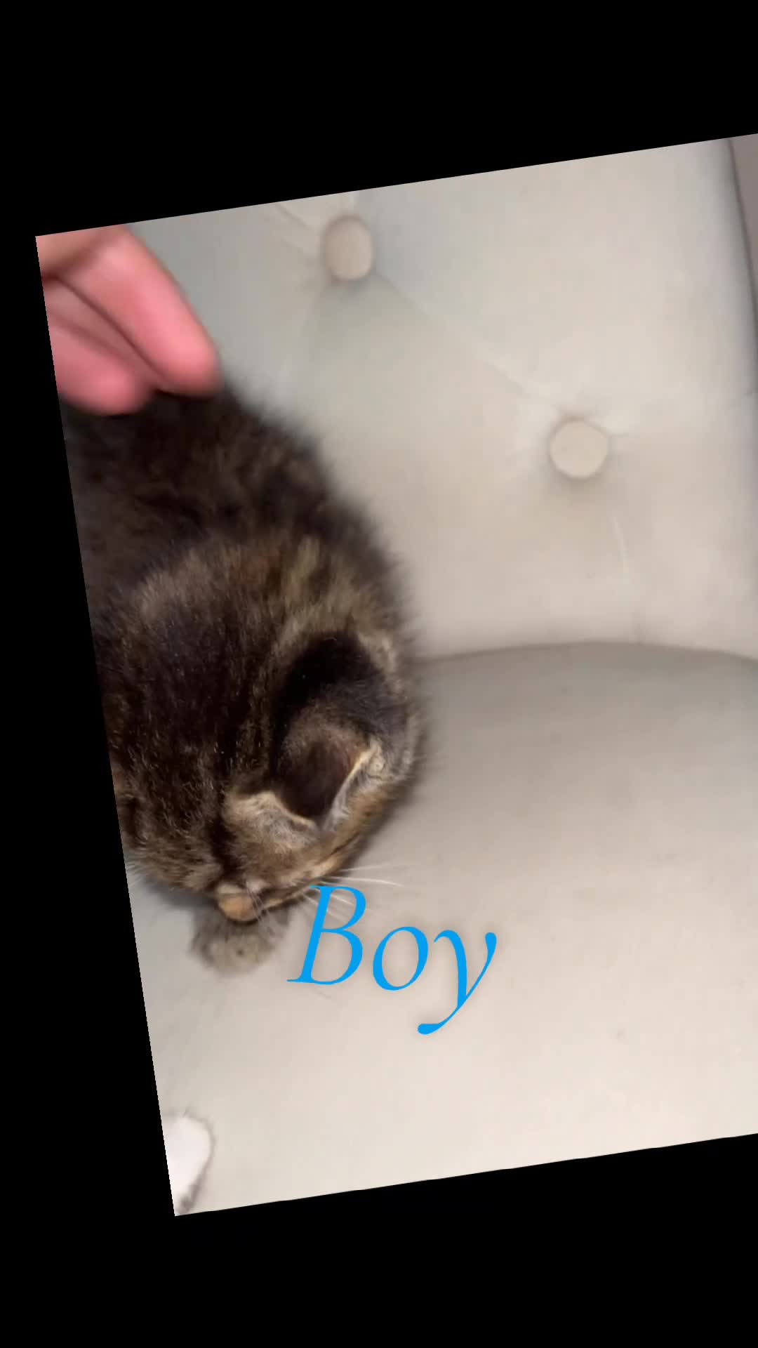 Mixed Breed cats for sale: 2 girls 2 boys mixed breed  - Video 2