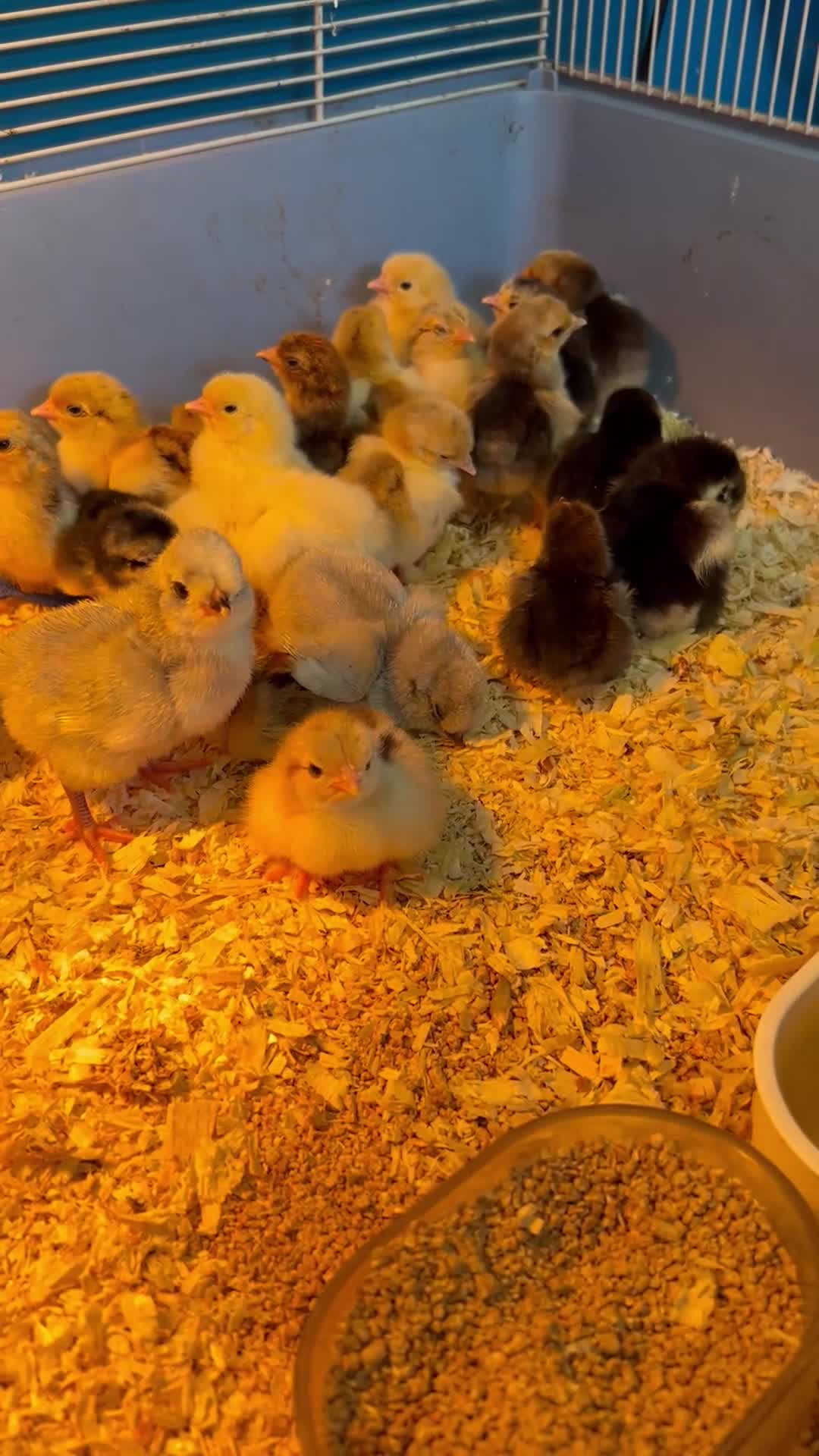 Chickens poultry for sale: Pekin Bantam Chicks  - Video 1