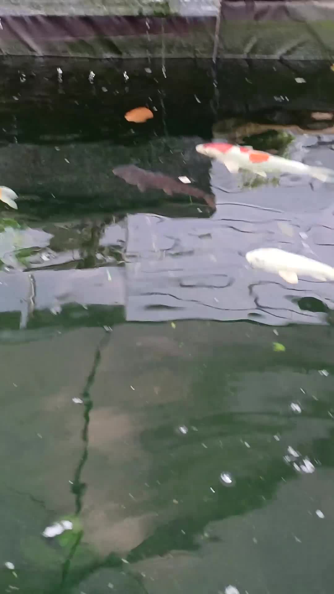 Koi Carp fish for sale: Koi for sale - Video 1