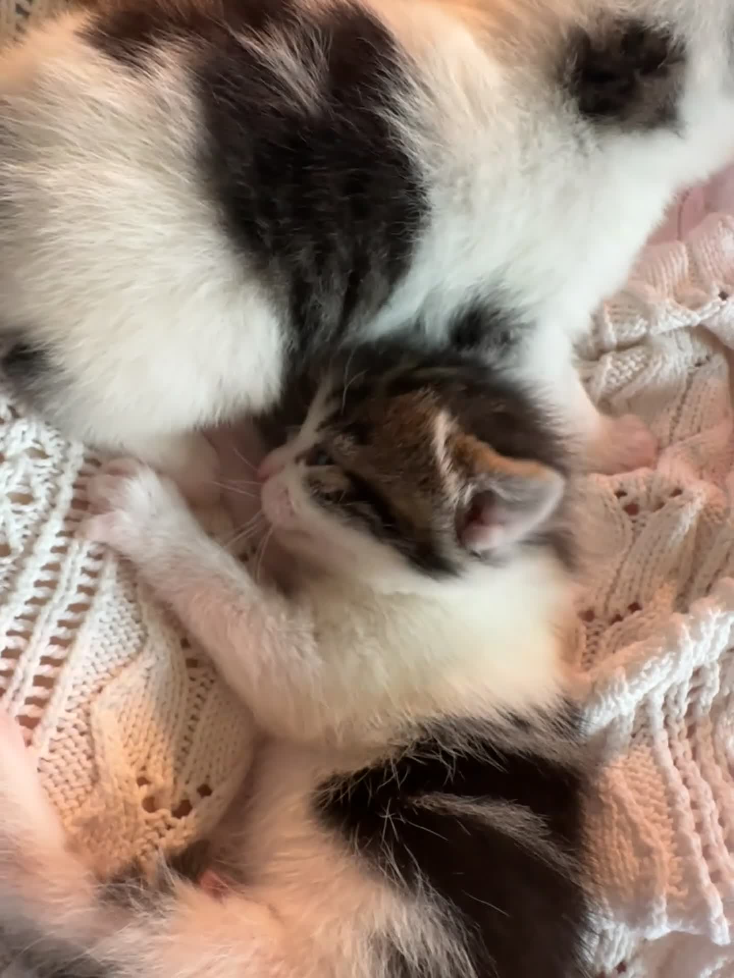 British Shorthair cats for sale: Beautiful kittens  - Video 1