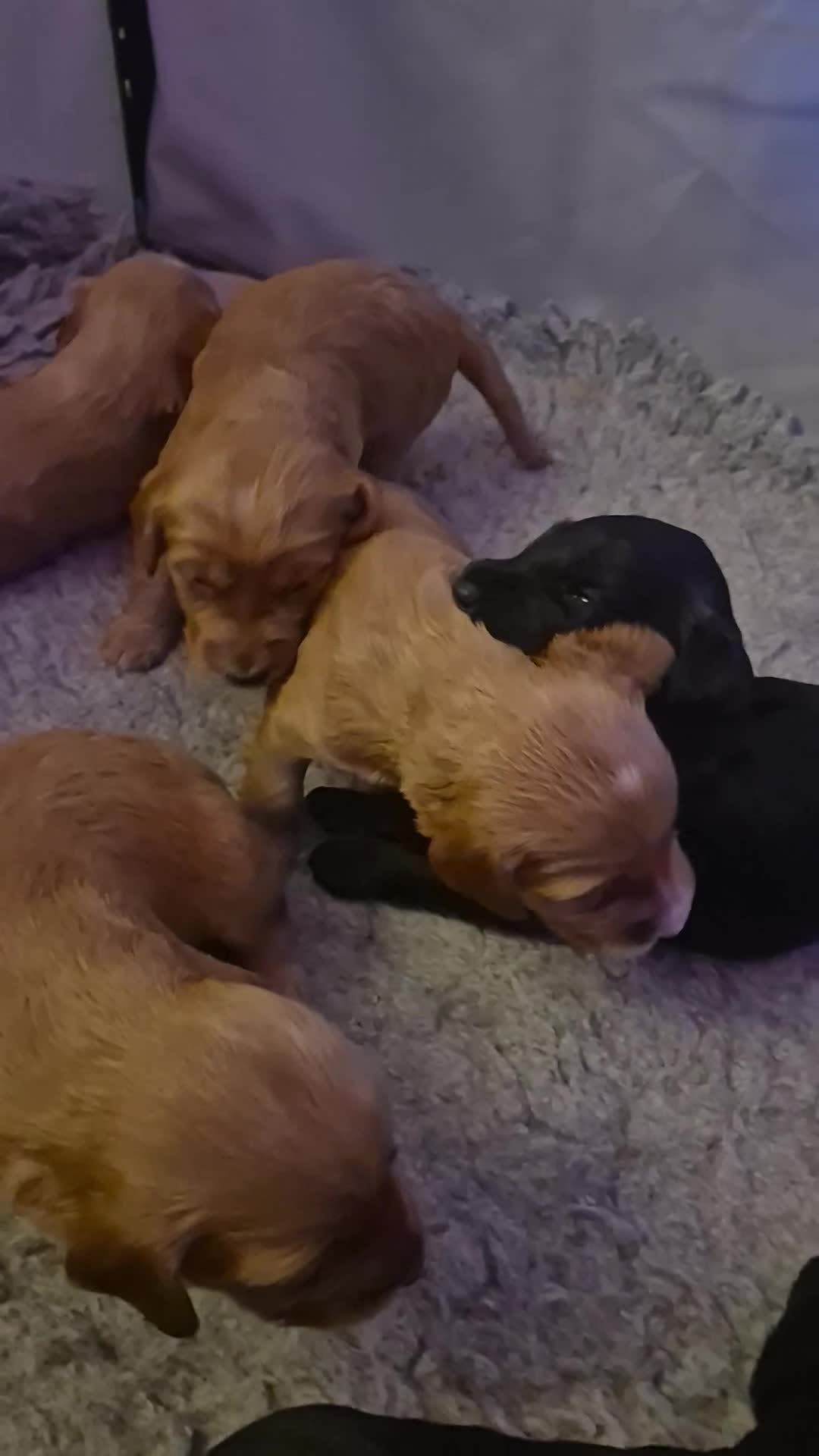 Irish Doodle dogs for sale: Gorgeous Irish Doodle Litter Ready For New Homes - Video 3