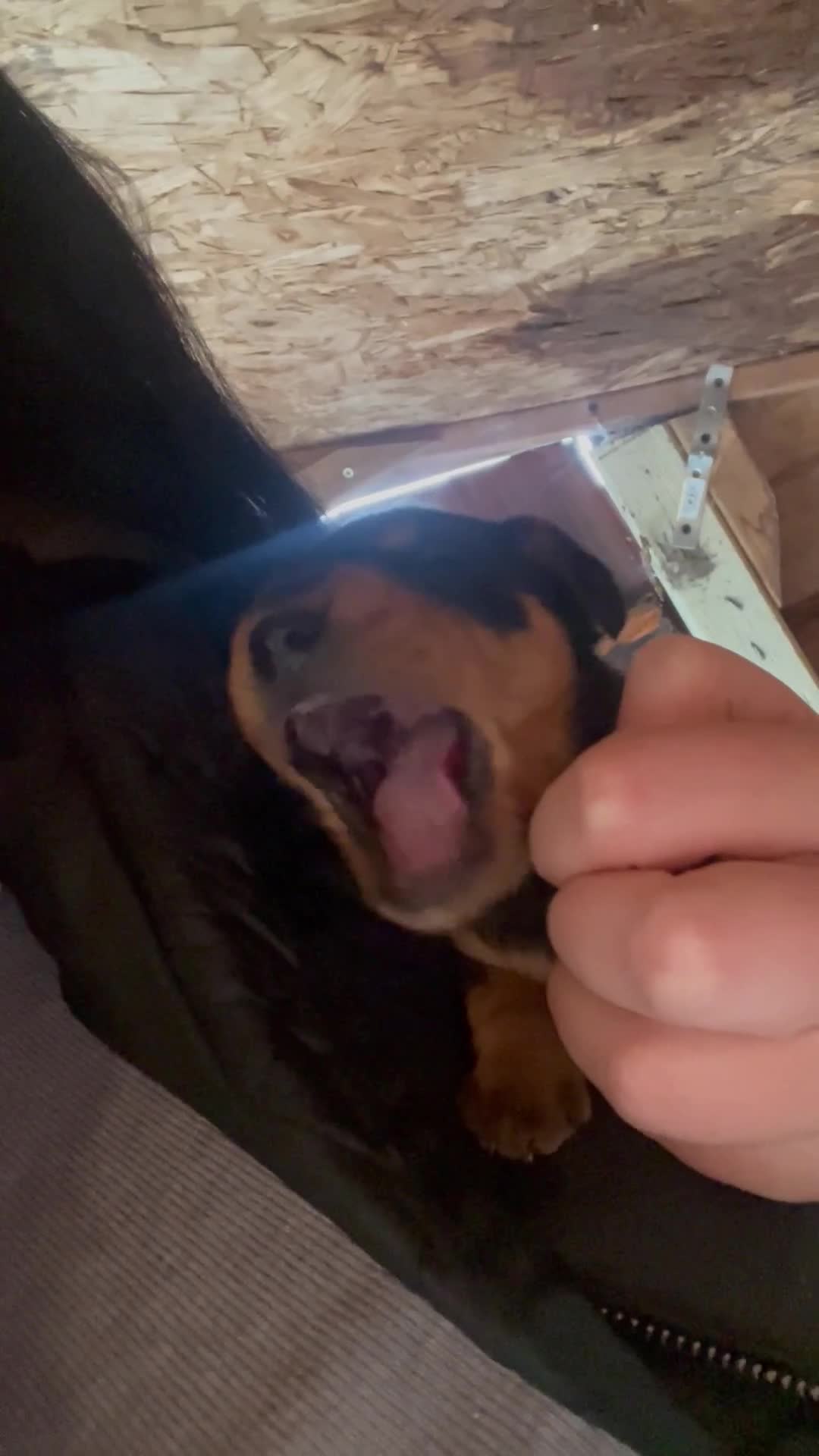 Mixed Breed dogs for sale: Doxie poo stunning puppies  - Video 2