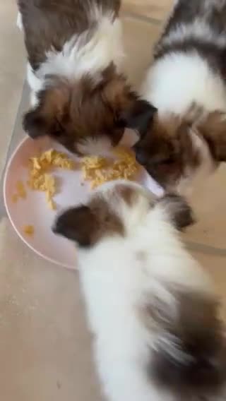 Chorkie dogs for sale: Miniature chorkies  - Video 1