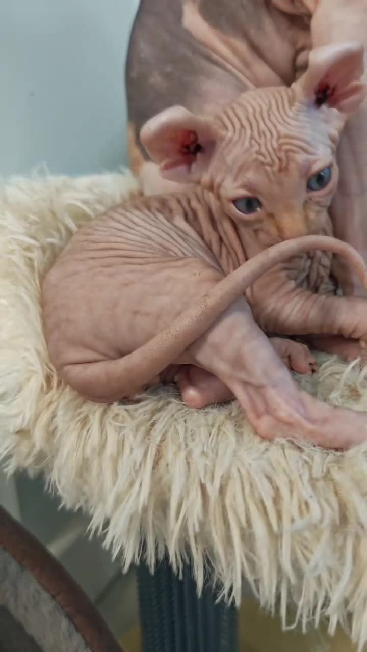 Sphynx cats for sale: Unique Elf, Sphynx & Dwelf Babies - Video 3