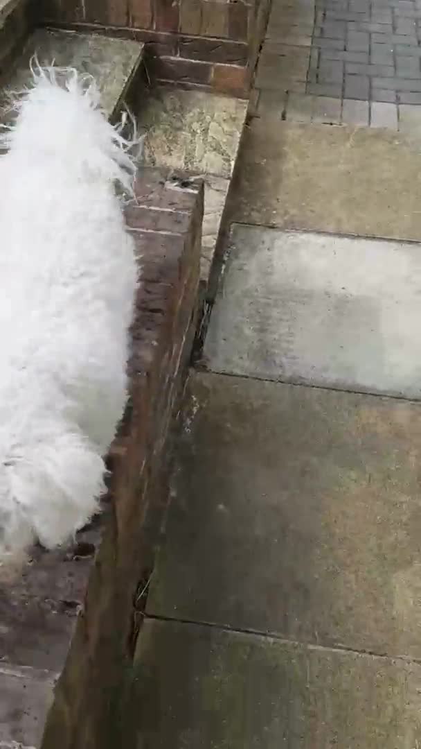 Bichon Frise dogs for stud: Dog for stud  pedigree bichon frise great dog in Newton Stewart - Video 1