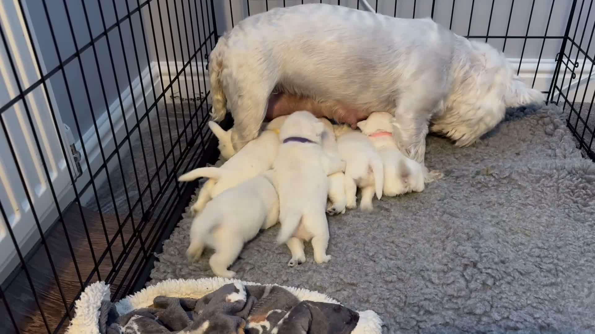 West Highland Terrier dogs for sale: 3 Boys and 2 Girl West Highland Terriers - Video 2