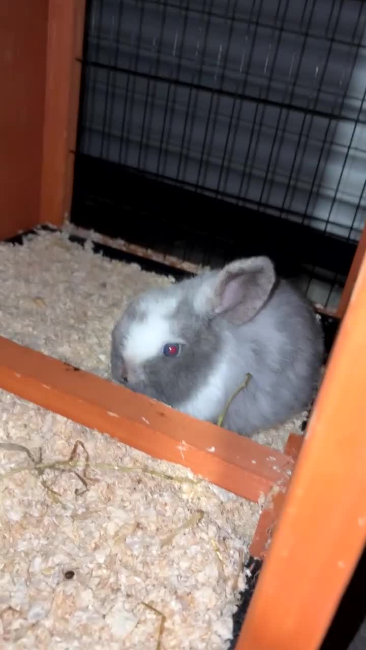 Mini Lop rabbits for sale: Beautiful male mini lop  - Video 1