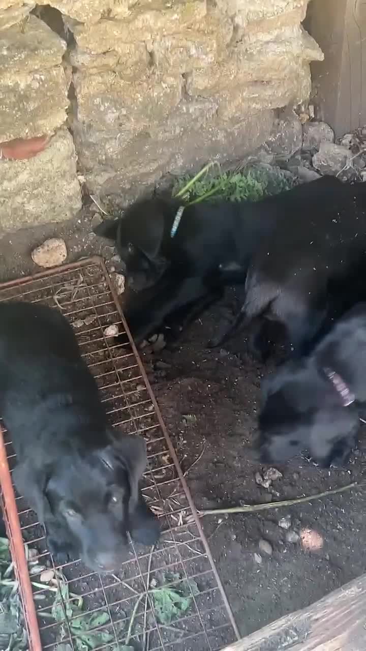 Labrador Retriever dogs for sale: 4 of 7 beautiful, healthy Labrador puppies  - Video 1