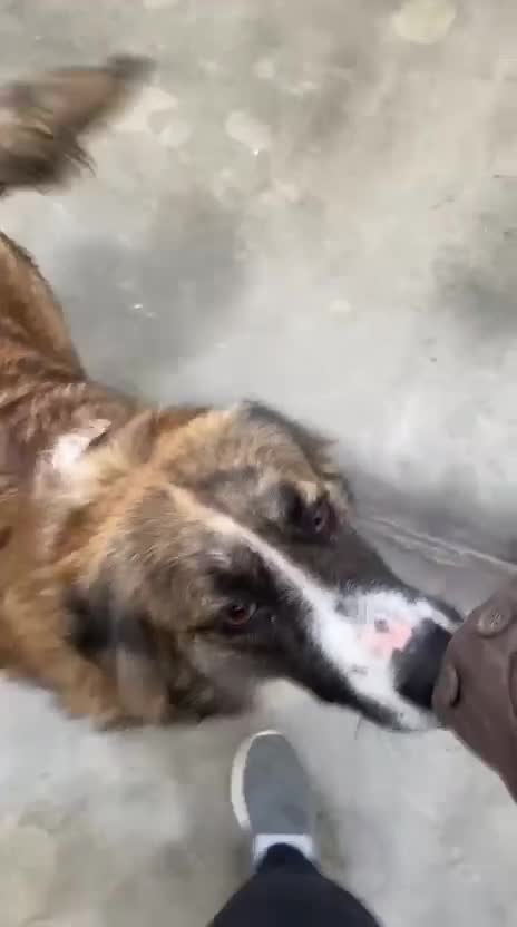 Mixed Breed dogs for adoption: Kiki, 6 yrs approx. Available for adoption. - Video 1