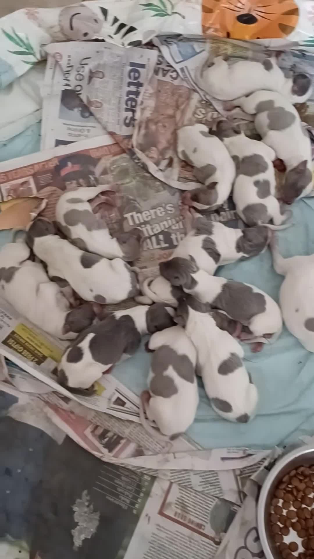 Whippet dogs for sale: Beautiful RKC Registered Puppies - Video 2
