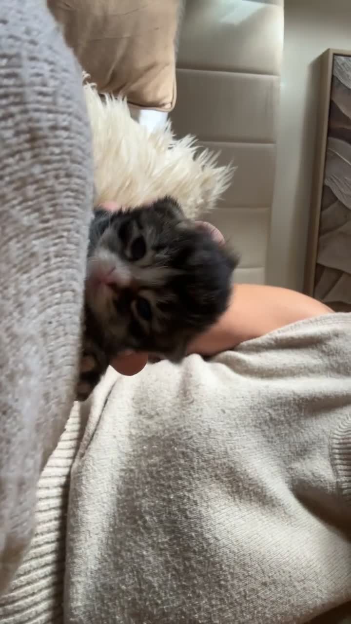 Mixed Breed cats for sale: Mixed breed kittens  - Video 2