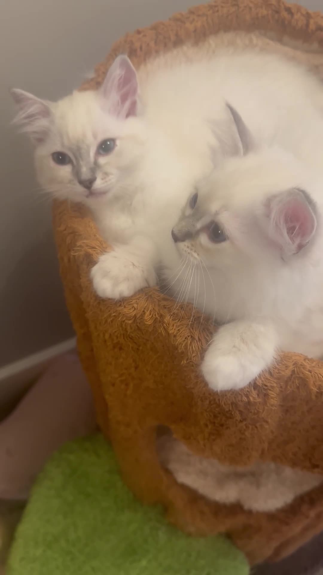 Ragdoll cats for sale: Pure Ragdoll Boys Available now  - Video 4