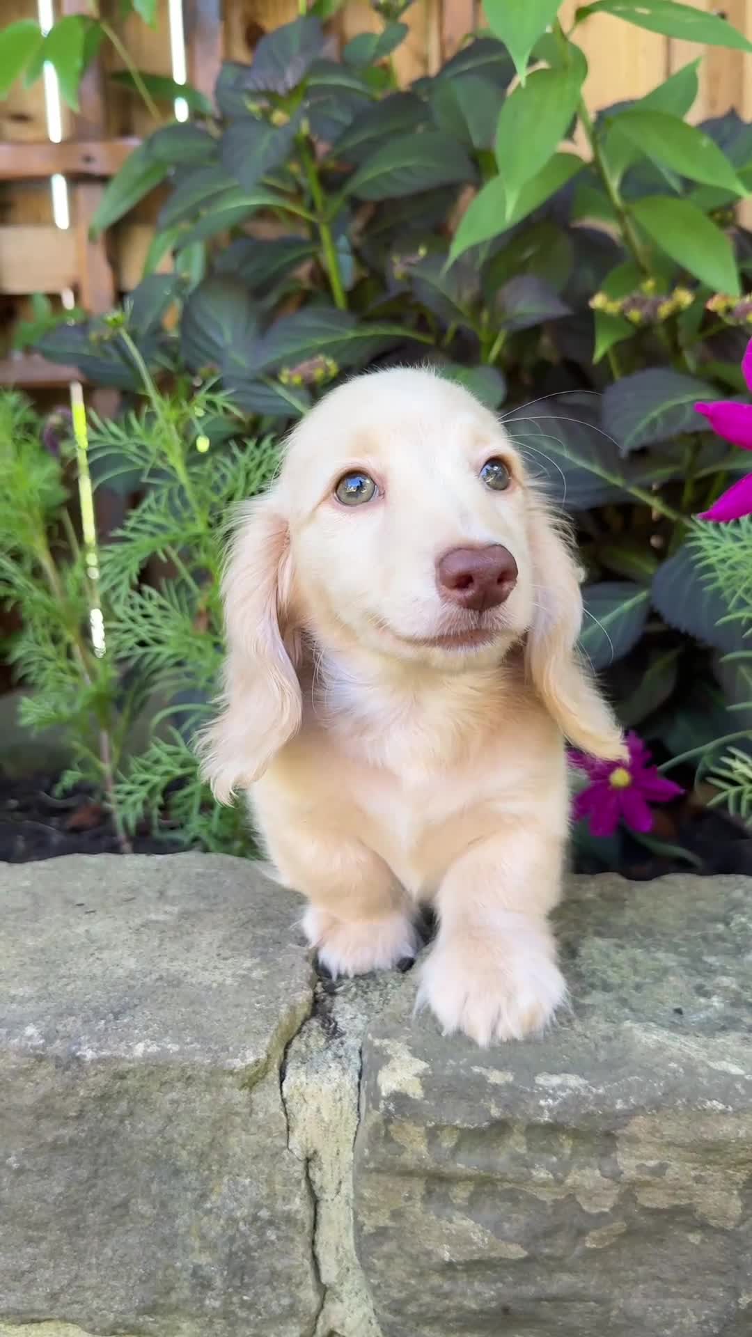 Miniature Dachshund dogs for sale: 🤍 Beautiful Cream Longhaired Boy 🤍 - Video 1