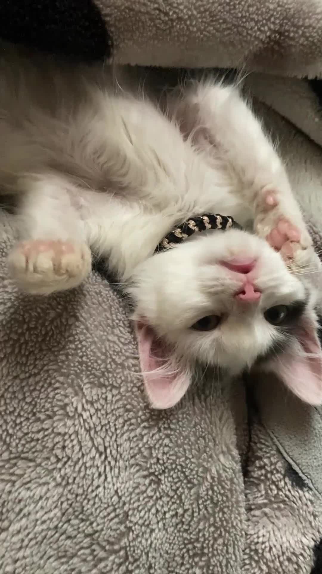 Mixed Breed cats for sale: Daisy needs a home! - Video 1