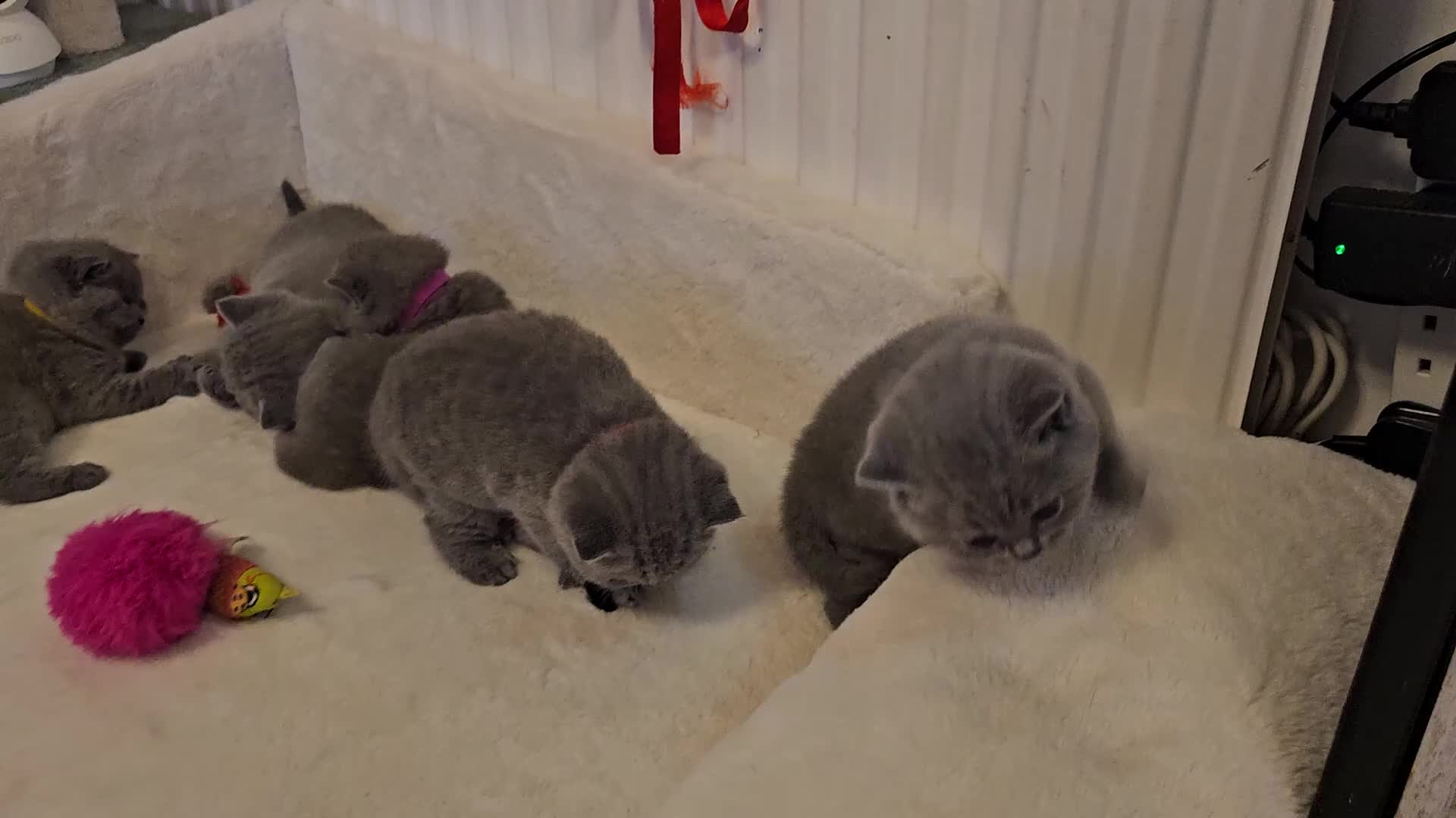 British Shorthair cats for sale: Blue&Lilac British Shorthair  - Video 1