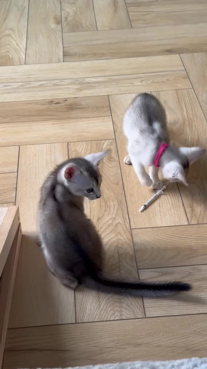 Abyssinian cats for sale: Silver Abyssinian kittens  - Video 3