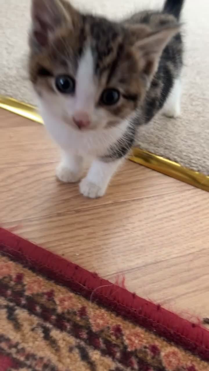 Bengal cats for sale: Bengal X kittens - Video 1