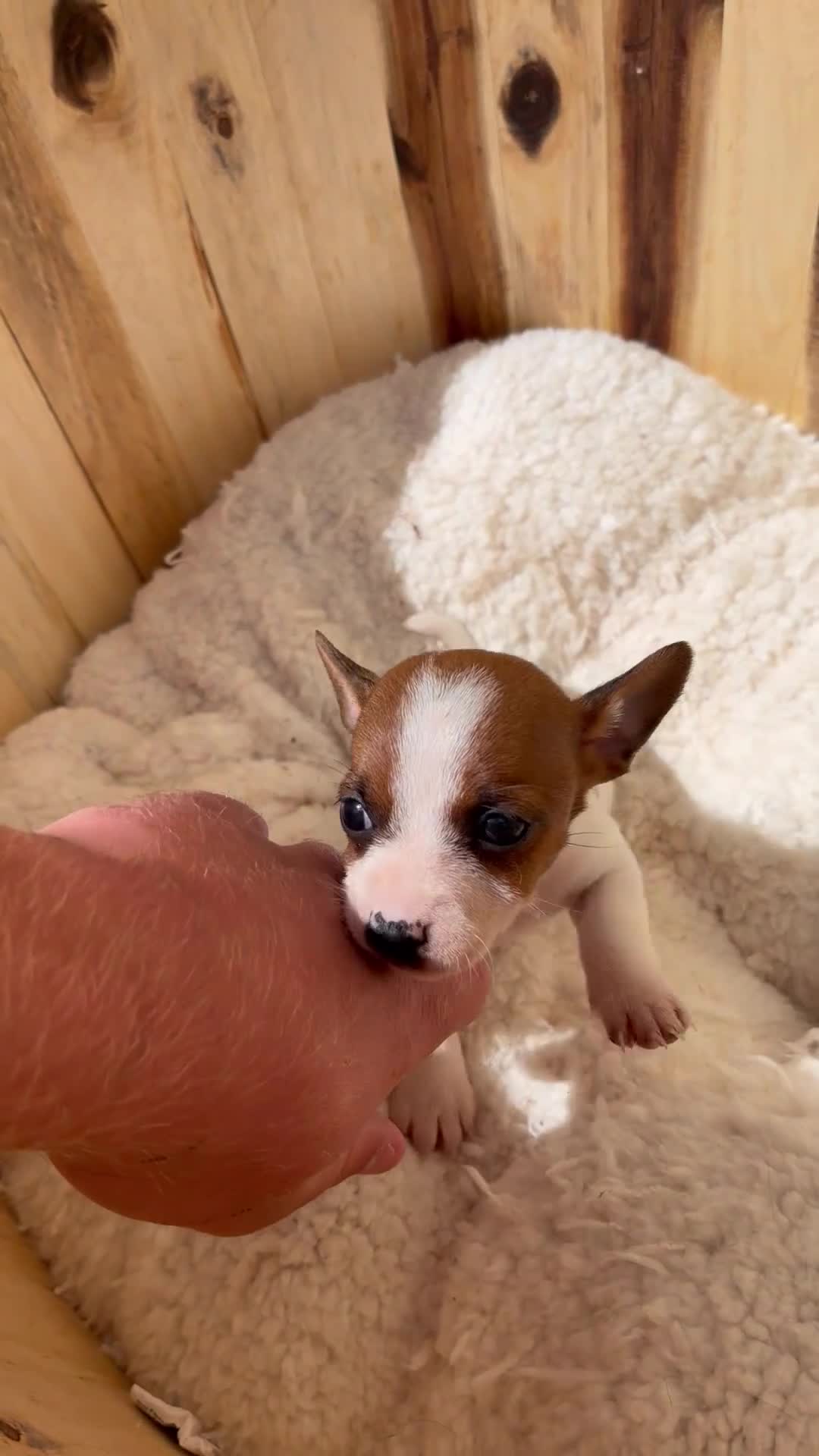 Jack Russell dogs for sale: Beautiful mini jack Russel girl left   - Video 1