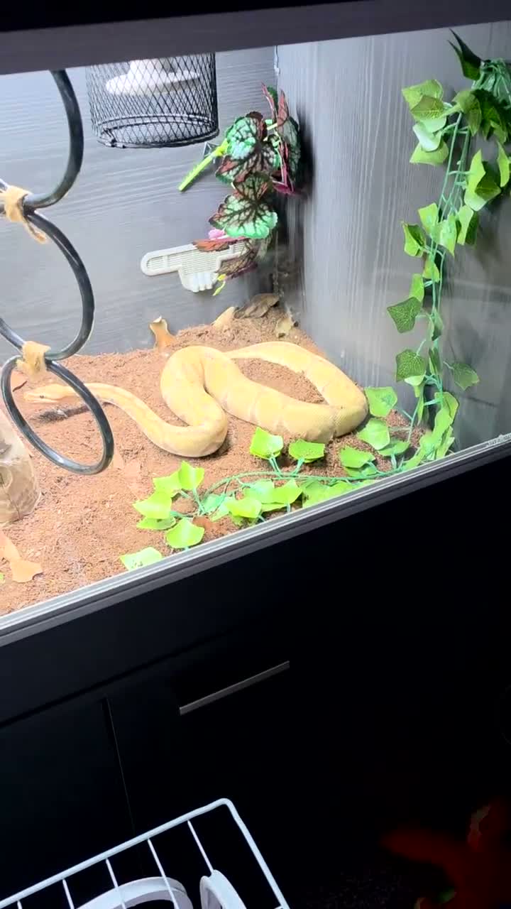 Snake reptiles for sale: 3 female 1 male  - Video 3