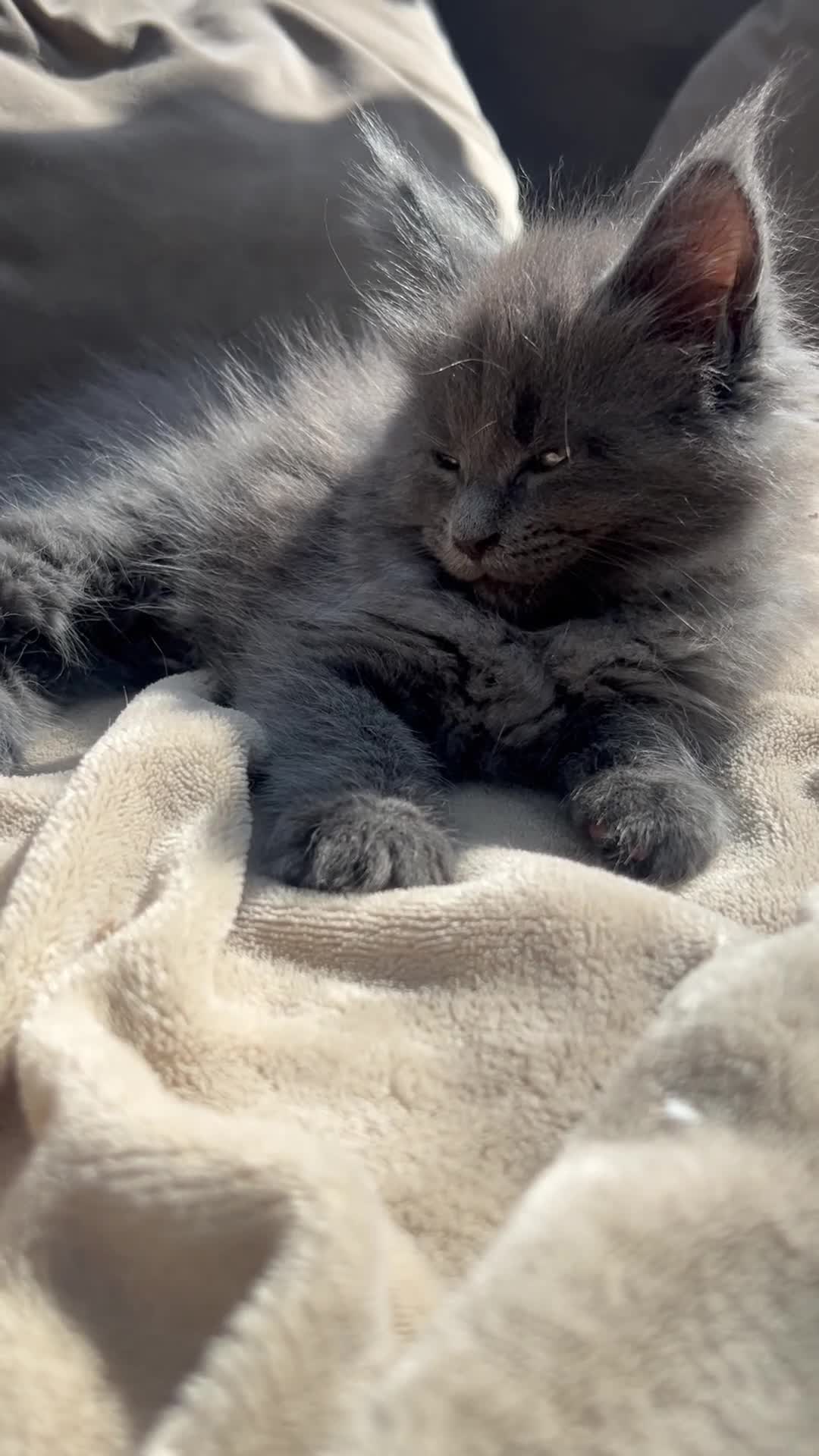 Maine Coon cats for sale: Exceptional blue-smoke Maine Coon Kittens 🔥  - Video 1