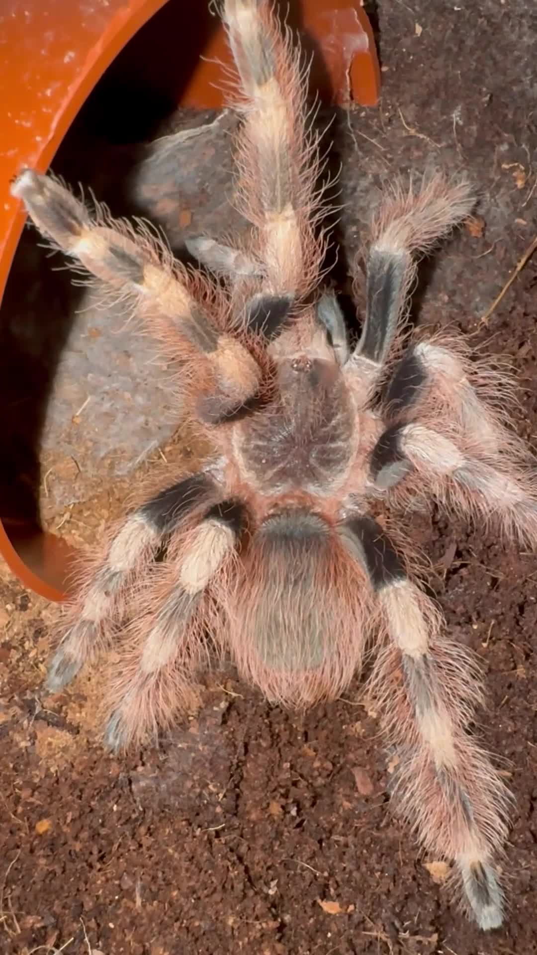 Tarantulas invertebrates for sale: 4 Tarantulas for sale!  - Video 1