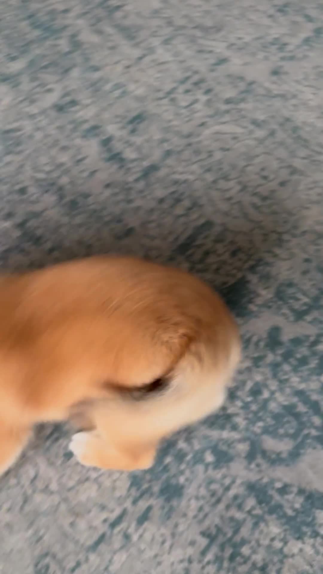 Japanese Shiba Inu dogs for sale: KC registered Clear DNA red Shiba Inu male puppy  - Video 2