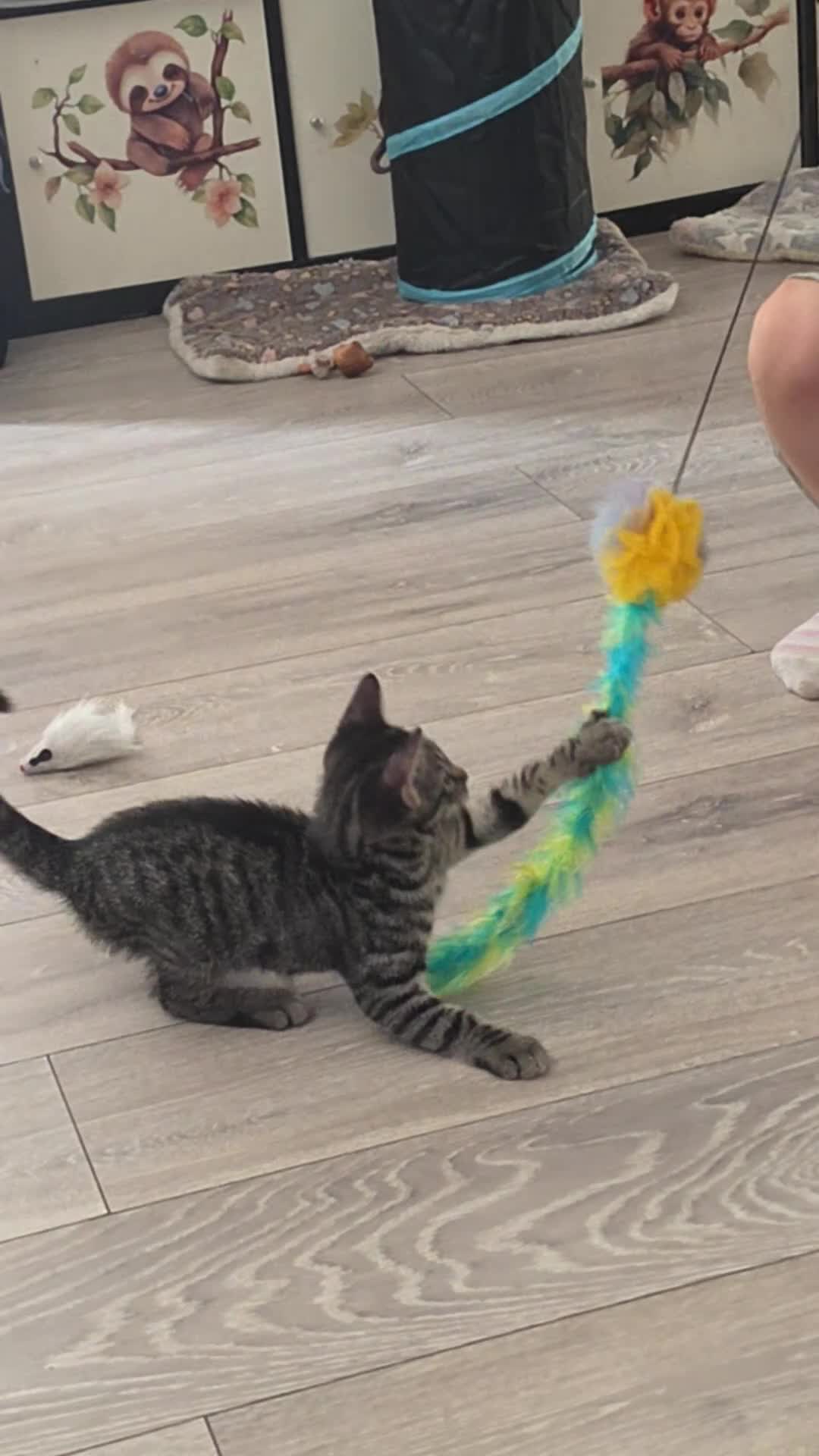 Mixed Breed cats for sale: Beautiful kittens ready for new homes - Video 1