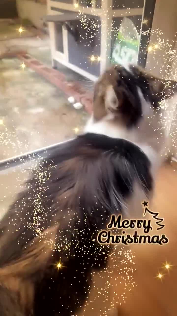 Mixed Breed cats for sale: Cross Turkish vans - Video 1