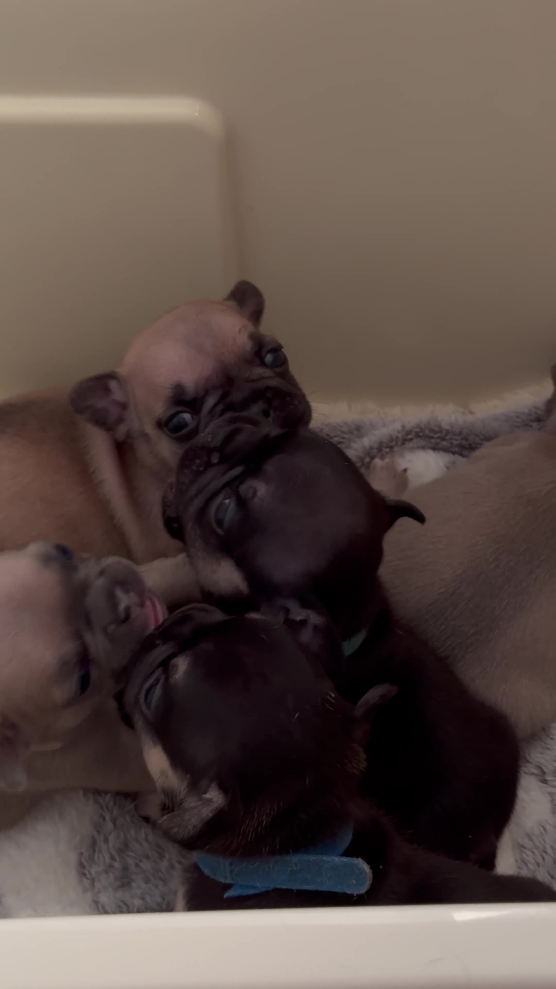 French Bulldog dogs for sale: KC French Bulldog Puppies Lilac, Black Tan, Fawn - Video 2