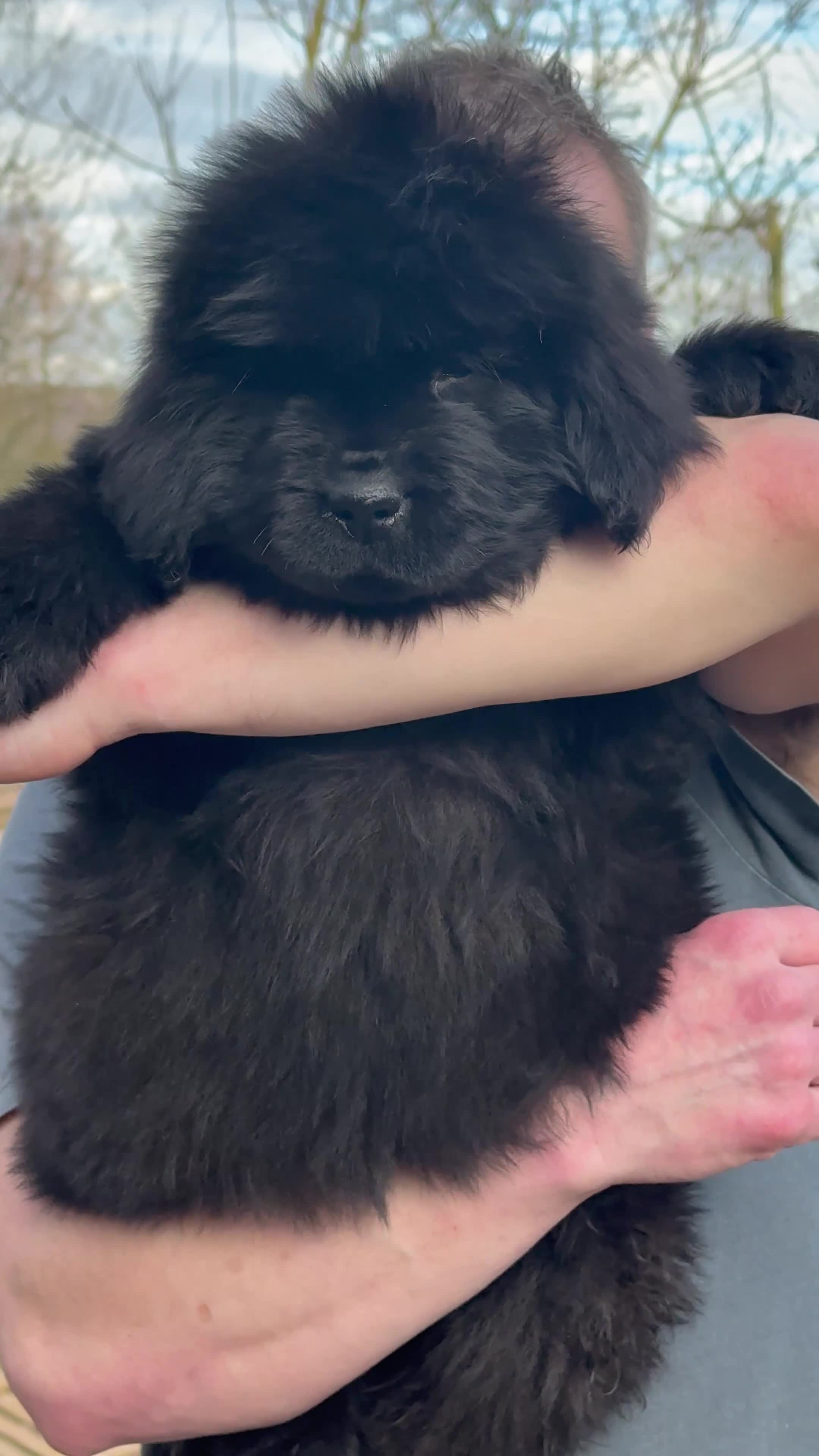 Newfoundland dogs for sale: Newfangled Newfoundlands - KC reg Newfie pups   - Video 3
