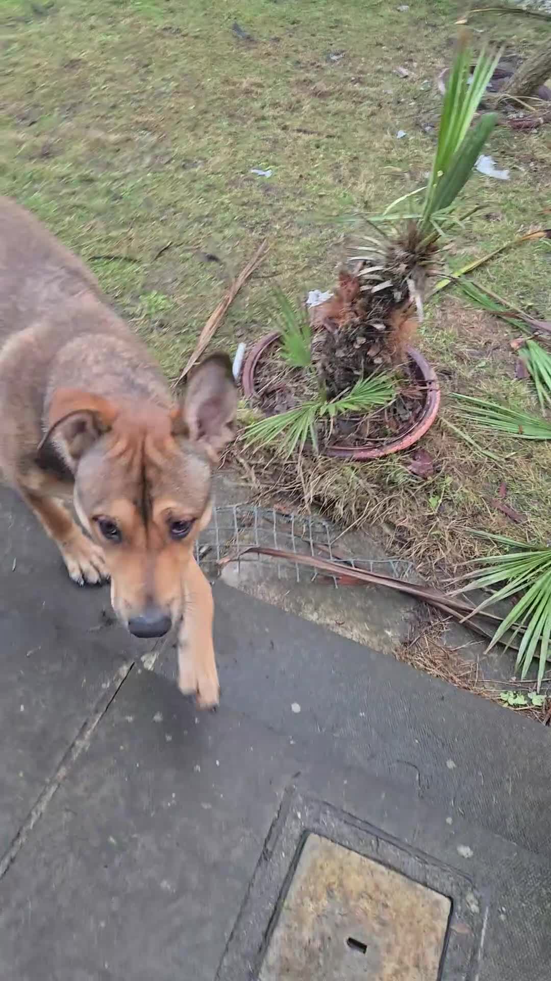 Mixed Breed dogs for sale: 7 month Belgium Mallinois X - Video 1