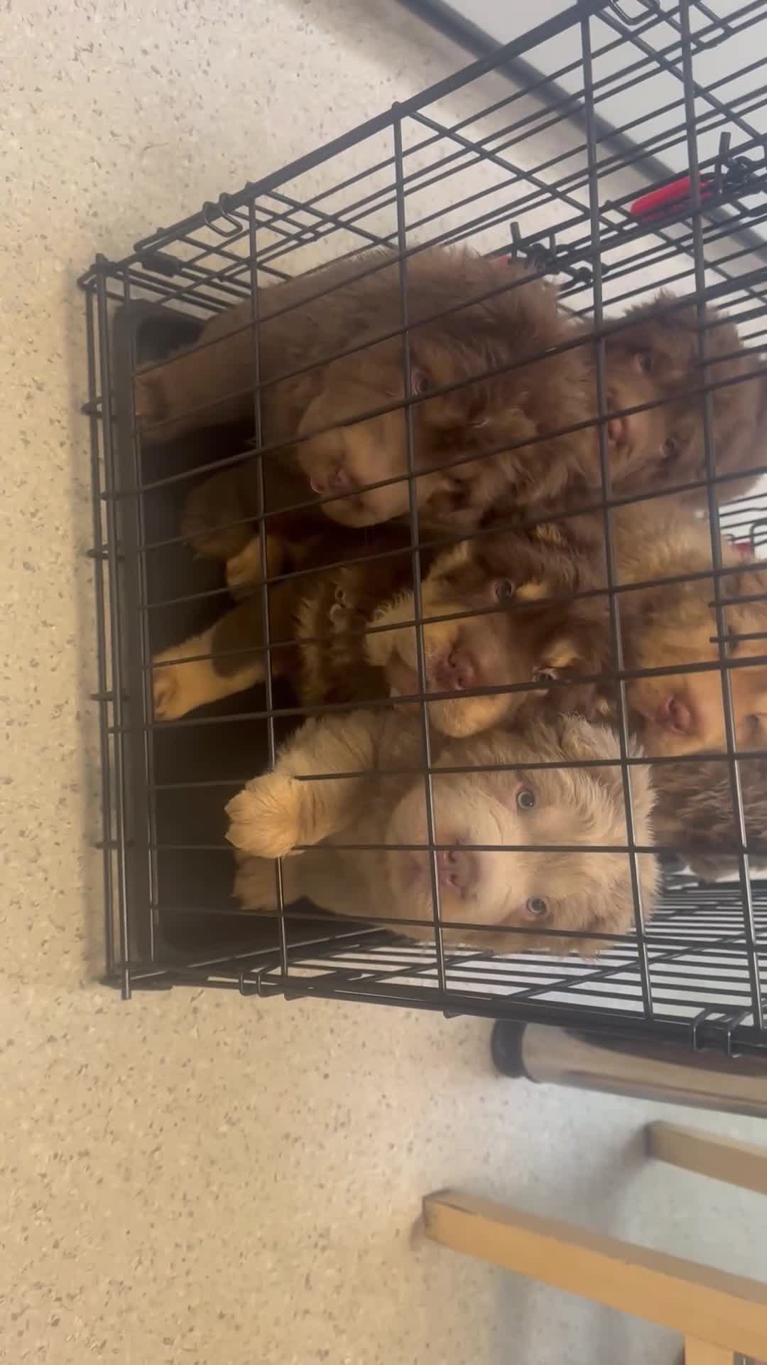 Shar Pei dogs for sale: Top quality choc and tan bear coat sharpies - Video 1