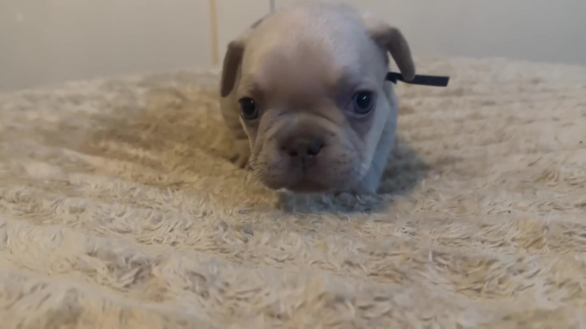 French Bulldog dogs for sale: French bulldog puppies - Video 3